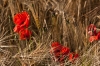 Sommer in Frankreich - (c) L Lammers.jpg